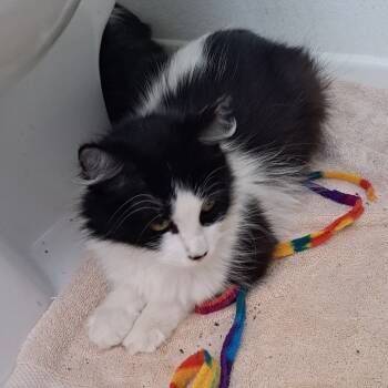 Rescue Domestic Medium Hair Cats for Adoption in Los Angeles, California - Dot | PetCurious