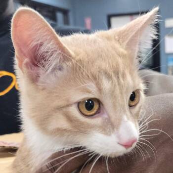 Lyons -  Domestic Short Hair Cat for Adoption in Newark, New Jersey - Lyons | PetCurious