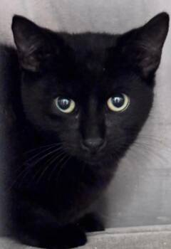 Kip -  Domestic Short Hair Cat for Adoption in Lambertville, New Jersey - Kip | PetCurious