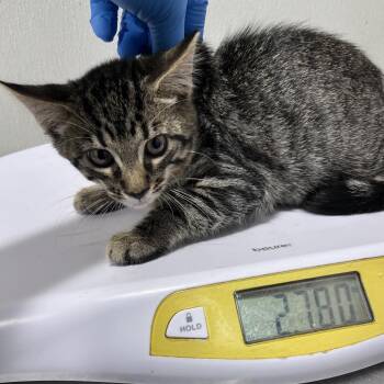 Phillip -  Domestic Short Hair Cat for Adoption in Tampa, Florida - Phillip | PetCurious