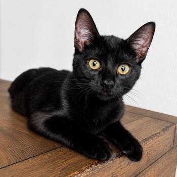 Kate -  Domestic Short Hair Cat for Adoption in Houston, Texas - Kate | PetCurious