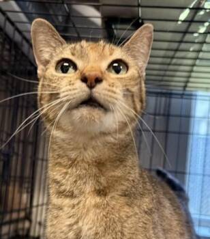 Lisa (E58) -  Domestic Short Hair Cat for Adoption in Lafayette, Indiana - Lisa (E58) | PetCurious