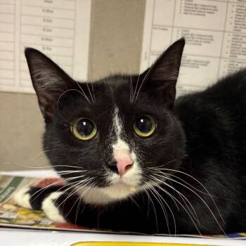 Baby Cat -  American Shorthair Cat for Adoption in Yuma, Arizona - Baby Cat | PetCurious