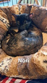 Nori -  Domestic Short Hair Cat Available for Adoption in Plattsburgh, New York - Nori | PetCurious
