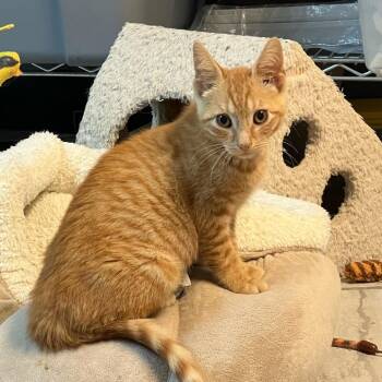 Newt -  Domestic Short Hair Cat for Adoption in Granville, Ohio - Newt | PetCurious