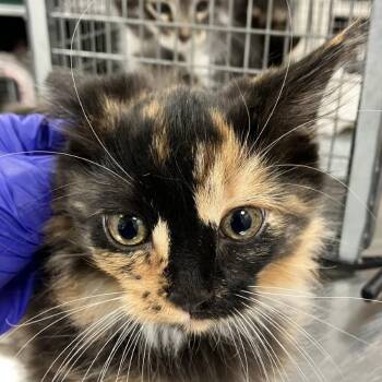 111833 -  Domestic Medium Hair Cat for Adoption in Las Cruces, New Mexico - 111833 | PetCurious