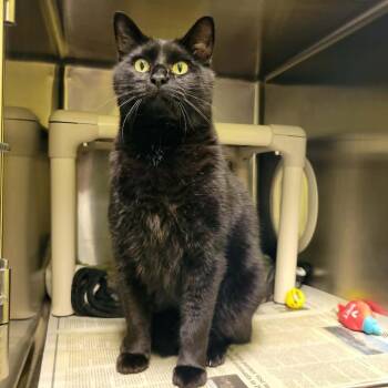 Cole -  Domestic Short Hair Cat for Adoption in Columbia, Missouri - Cole | PetCurious