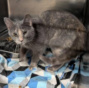Dilute Tortoiseshell Cats Available for Adoption in Marietta, Ohio - Missy (Spayed) | PetCurious