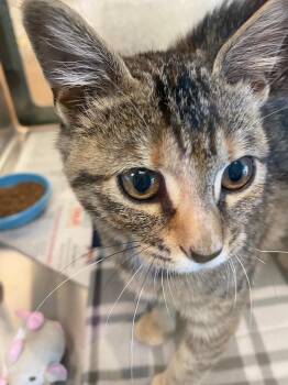 Paisley A219575 -  Domestic Short Hair Cat for Adoption in Plano, Texas - Paisley A219575 | PetCurious