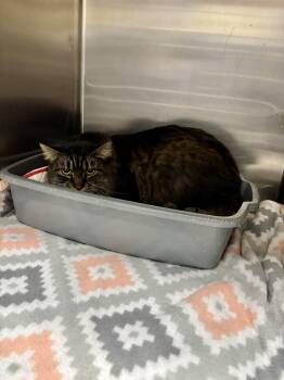 Rescue Domestic Long Hair Cats for Adoption in Sierra Vista, Arizona - Molly | PetCurious