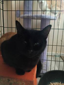 Drummer -  Domestic Short Hair Cat for Adoption in Cromwell, Kentucky - Drummer | PetCurious
