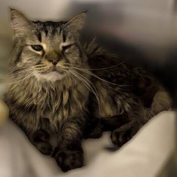 Domestic Long Hair Cats Available for Adoption - Bobbie | PetCurious
