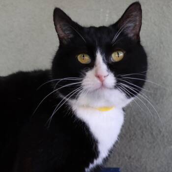 Rescue Domestic Short Hair Cats for Adoption in Tucson, Arizona - Happy Gilmore | PetCurious