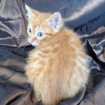 Charlie K  56199 -  Domestic Short Hair Cat for Adoption in Eaton Rapids, Michigan - Charlie K  56199 | PetCurious