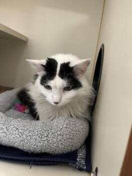 Domestic Long Hair and Domestic Short Hair Cats Available for Adoption - Domino | PetCurious