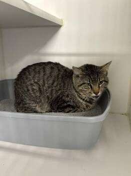 Domestic Short Hair Cats Available for Adoption in Sunnyvale, Texas - Boss | PetCurious