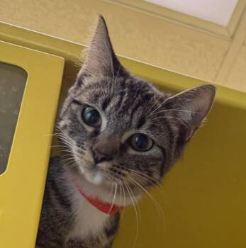 Zoey -  Domestic Short Hair Cat for Adoption in Golden, Colorado - Zoey | PetCurious