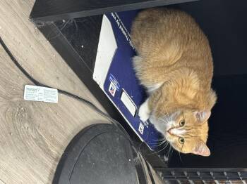 Rescue Domestic Short Hair Cats for Adoption in Seminole, Oklahoma - Madonna | PetCurious