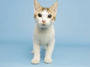 MINNIE -  Domestic Short Hair Cat Available for Adoption in Phoenix, Arizona - MINNIE | PetCurious