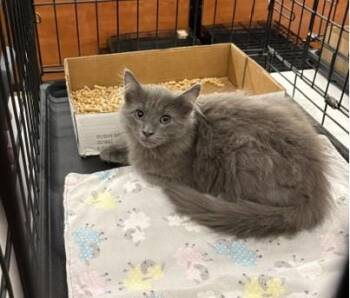 Rodrigo -  Russian Blue Cat for Adoption in Columbia, South Carolina - Rodrigo | PetCurious