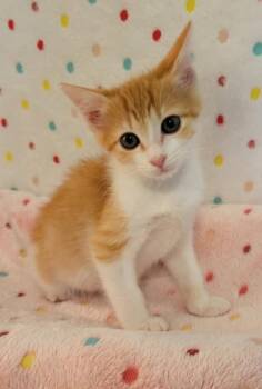 Miller -  Domestic Short Hair Cat for Adoption in King William, Virginia - Miller | PetCurious
