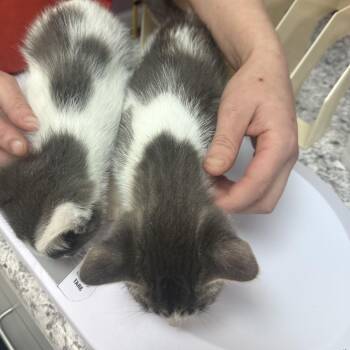 Seven -  Domestic Short Hair Cat for Adoption in Branson, Missouri - Seven | PetCurious