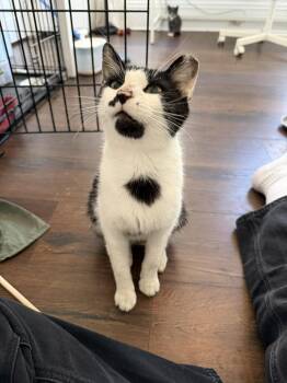 Milano -  Domestic Short Hair Cat for Adoption in Cleveland, Ohio - Milano | PetCurious