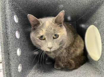 Rescue Domestic Short Hair Cats for Adoption - Mama | PetCurious