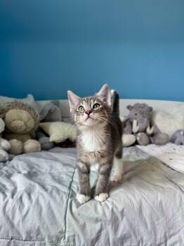 Domestic Short Hair Cats Available for Adoption in Ramsey, New Jersey - Biscuit  | PetCurious