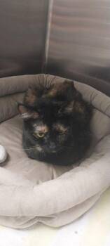Scrappy -  Domestic Short Hair Cat for Adoption in North Miami Beach, Florida - Scrappy | PetCurious