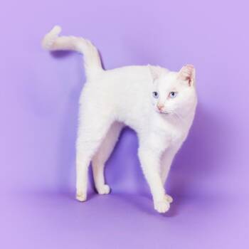 Domestic Short Hair Cats Available for Adoption in Durham, North Carolina - Crest 3D Whitestrip | PetCurious