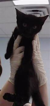 Domestic Short Hair Cats Available for Adoption in Charlotte, North Carolina - COLLIN | PetCurious