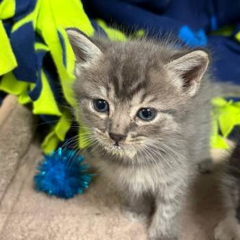 Slushy -  Domestic Short Hair Cat Available for Adoption in Columbus, Georgia - Slushy | PetCurious