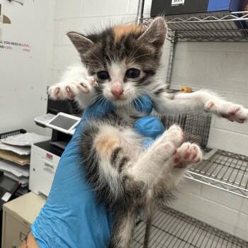 Domestic Short Hair Cats Available for Adoption in Edinburg, Texas - Nessie | PetCurious