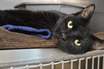 Winston -  Domestic Short Hair Cat for Adoption - Winston | PetCurious