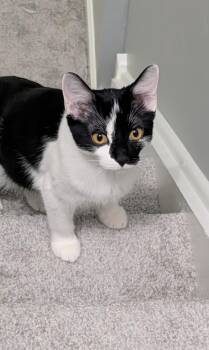 Splash -  Domestic Short Hair Cat for Adoption in Homer Glen, Illinois - Splash | PetCurious