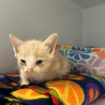 Tater Tot -  Domestic Short Hair Cat for Adoption in Margate, Florida - Tater Tot | PetCurious