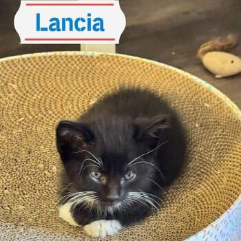 Domestic Medium Hair Cats Available for Adoption in Sioux Falls, South Dakota - Lancia | PetCurious