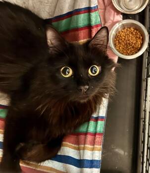 Portabella -  Domestic Long Hair Cat for Adoption in Emerald Isle, North Carolina - Portabella | PetCurious