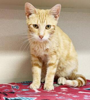Tabby Cats Available for Adoption in Bedford Hills, New York - Dave Is A Kitten Darling - Old Enough To Go Solo Too | PetCurious