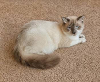 Amadeus -  Ragdoll Cat for Adoption in Buena Park, California - Amadeus | PetCurious