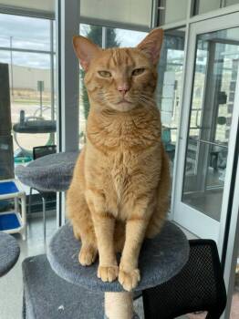 Rescue Domestic Short Hair Cats for Adoption in Wellington, Kansas - Minerva | PetCurious