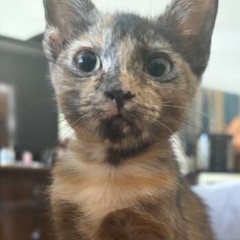 Sugar -  Domestic Short Hair Cat for Adoption in NEW PT RICHEY, Florida - Sugar | PetCurious