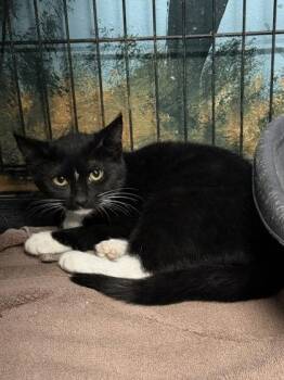 7135 (Raggedy Ann) -  Domestic Short Hair Cat for Adoption in Lake City, Michigan - 7135 (Raggedy Ann) | PetCurious