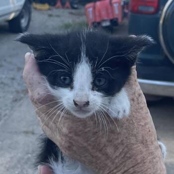 Dominoe -  Domestic Short Hair Cat for Adoption in Green Forest, Arkansas - Dominoe | PetCurious