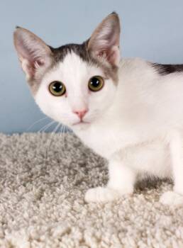 Norton -  Domestic Short Hair Cat for Adoption in Gilbert, Arizona - Norton | PetCurious