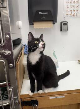 Domestic Short Hair Cats Available for Adoption in Franklin Township, New Jersey - Crystal | PetCurious