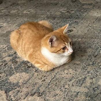 Rescue Domestic Short Hair Cats for Adoption in Evanston, Illinois - Bingo Zingo | PetCurious