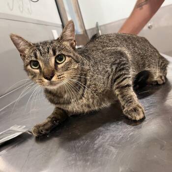 Derek Hale -  Domestic Short Hair Cat for Adoption in Washburn, Missouri - Derek Hale | PetCurious