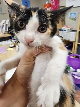 Nora $75 fostered -  Domestic Short Hair Cat for Adoption in Seneca, South Carolina - Nora $75 Fostered | PetCurious